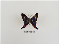 藏品(外國蝴蝶)的圖片